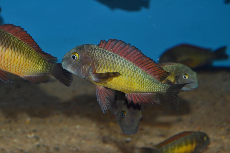 Tropheus Ilangi